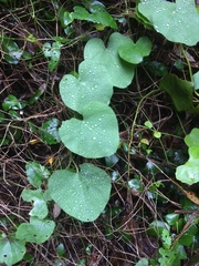 Cissampelos mucronata