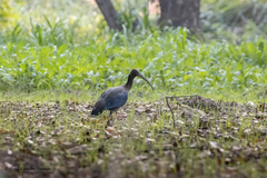 Pseudibis papillosa
