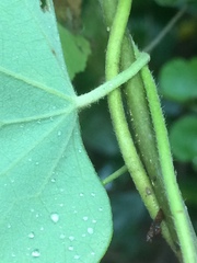 Cissampelos mucronata