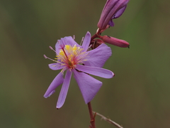 Clappertonia ficifolia image