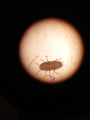 Eriococcus
