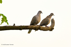 Streptopelia decaocto
