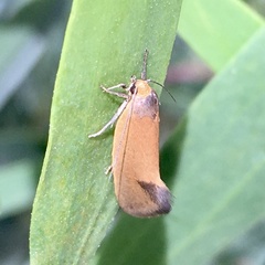 Delexocha ochrocausta