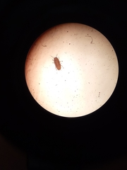 Eriococcus