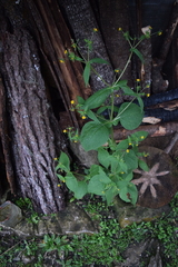 Sigesbeckia agrestis