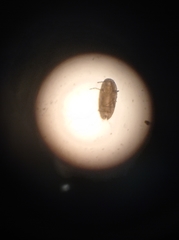 Eriococcus