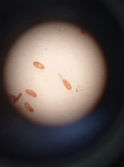 Eriococcus
