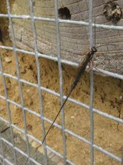 Ephialtes manifestator