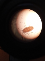 Eriococcus