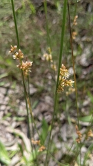 Juncus pauciflorus