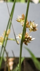 Juncus pauciflorus