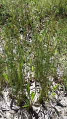 Juncus pauciflorus