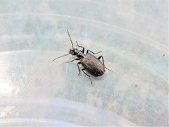 Actenonyx bembidioides