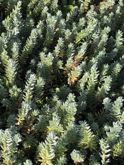 Chenolea diffusa