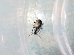 Actenonyx bembidioides