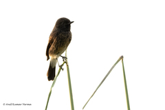 Saxicola caprata