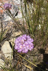 Dilatris pillansii