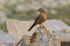 Anthus similis
