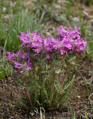 Pedicularis anthemifolia