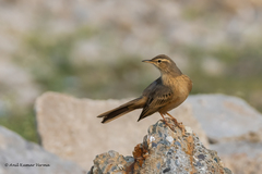 Anthus similis