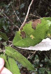 Epiphthora melanombra