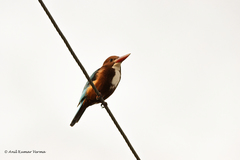 Halcyon smyrnensis