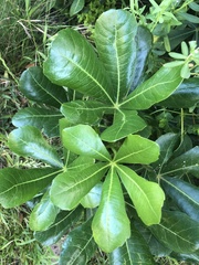 Cussonia thyrsiflora