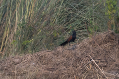 Centropus sinensis
