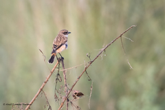 Saxicola maurus