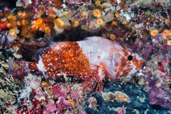 Scorpaenodes corallinus