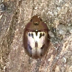 Peltoschema hamadryas