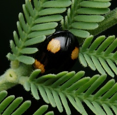 Peltoschema tetraspilotum
