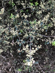 Spyridium parvifolium