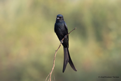 Dicrurus macrocercus
