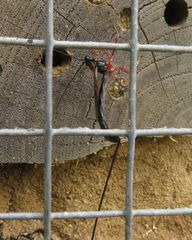 Ephialtes manifestator