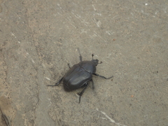 Hypselogenia geotrupina geotrupina