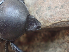 Hypselogenia geotrupina geotrupina