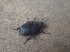 Hypselogenia geotrupina geotrupina