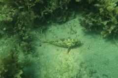 Epinephelus quoyanus