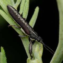 Rhinotia sparsa