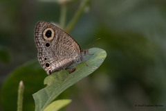 Ypthima huebneri