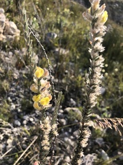 Aspalathus ericifolia