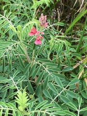 Indigofera williamsonii