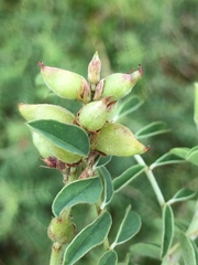 Indigofera williamsonii