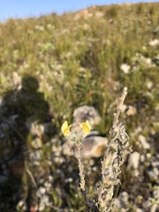 Aspalathus ericifolia