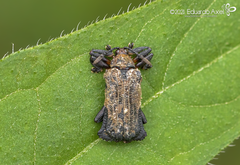 Uroplata fusca