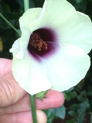 Hibiscus cannabinus