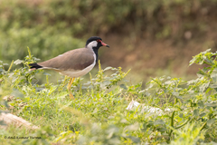 Vanellus indicus