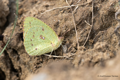Catopsilia pyranthe