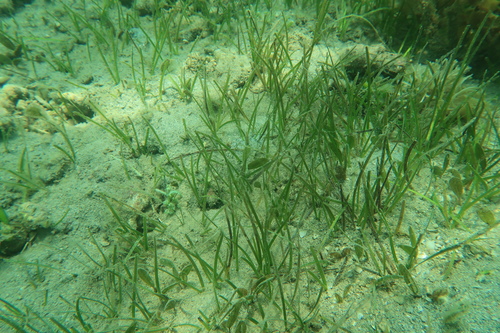 Zostera capricorni observed 2021-10-25